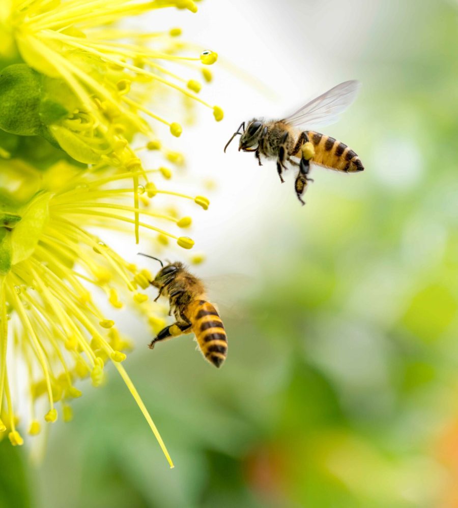 About bees